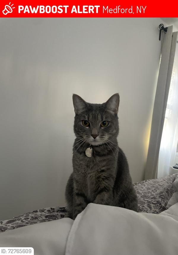 Lost Female Cat last seen Peconic avenue , Medford, NY 11763