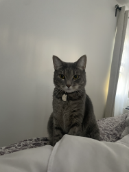 Lost Female Cat last seen Peconic avenue , Medford, NY 11763
