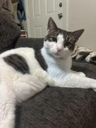 Lost Female Cat last seen Normandale, Fort Worth, TX 76116