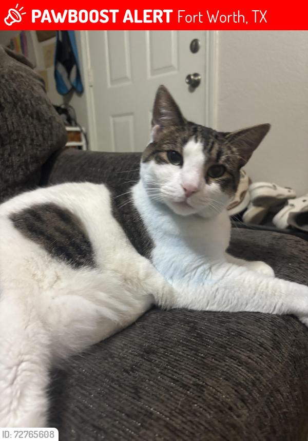 Lost Female Cat last seen Normandale, Fort Worth, TX 76116