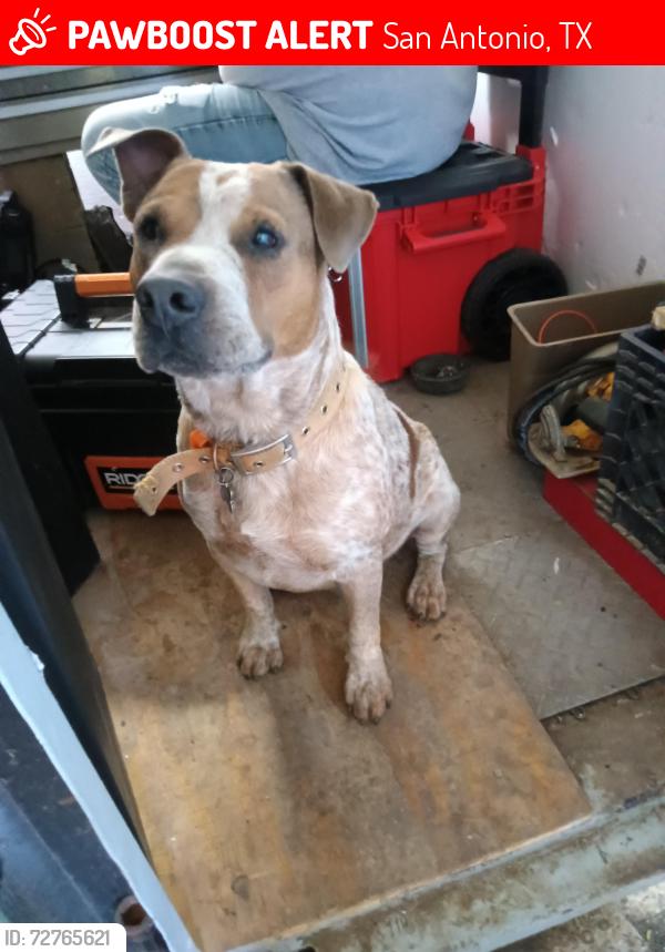 Lost Male Dog last seen Bascum & Ashley rd, San Antonio, TX 78221