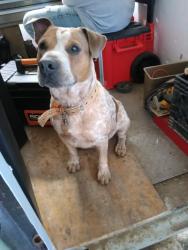 Lost Male Dog last seen Bascum & Ashley rd, San Antonio, TX 78221
