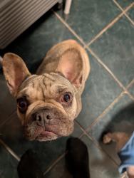 Lost Female Dog last seen South Central Ave & Nadeau St, Los Angeles, CA 90001