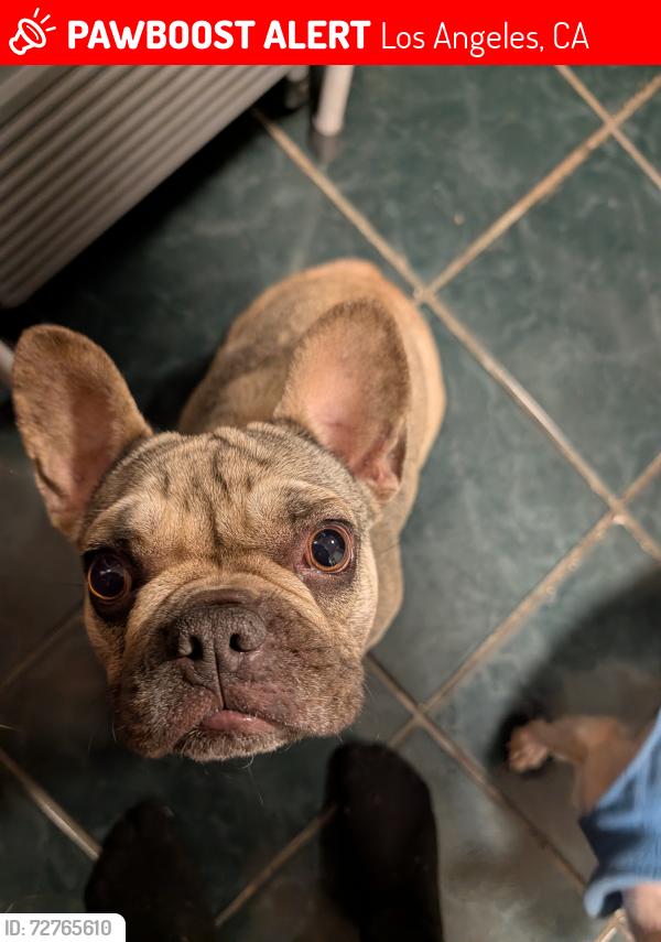 Lost Female Dog last seen South Central Ave & Nadeau St, Los Angeles, CA 90001