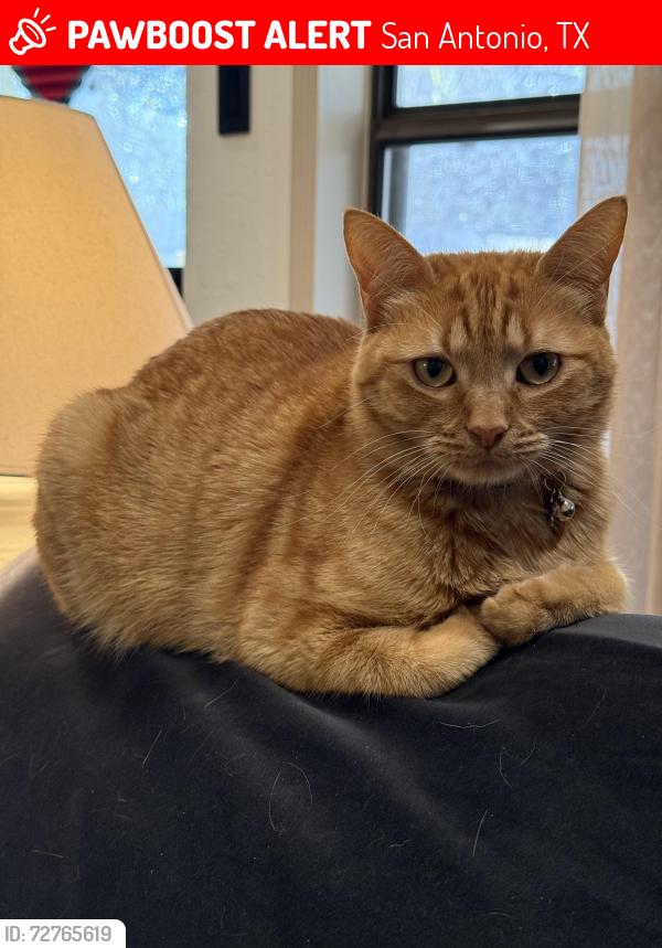 Lost Female Cat last seen Crystal Glade and Misty Glade, San Antonio, TX 78247