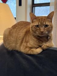 Lost Female Cat last seen Crystal Glade and Misty Glade, San Antonio, TX 78247