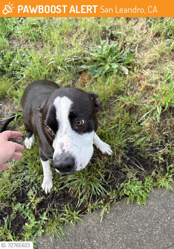 Found/Stray Male Dog last seen Monterey Blvd, San Leandro, CA 94578