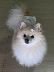 Lost Male Dog last seen Caminhonete pegou ele era cinza ela , Bairro Coqueiral, PR 85807-040