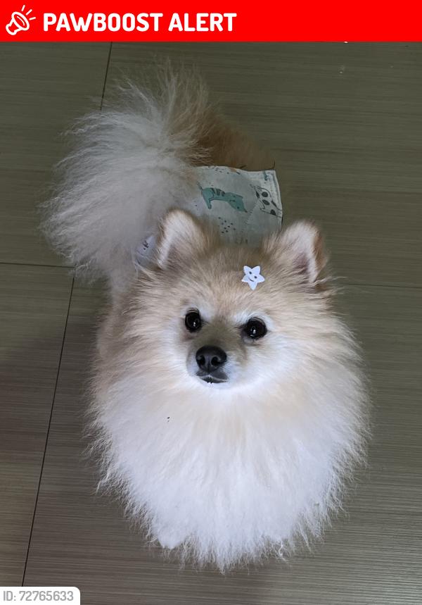 Lost Male Dog last seen Caminhonete pegou ele era cinza ela , Bairro Coqueiral, PR 85807-040