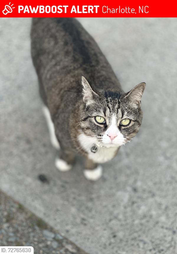 Lost Female Cat last seen Rama Swim Club, Charlotte, NC 28211