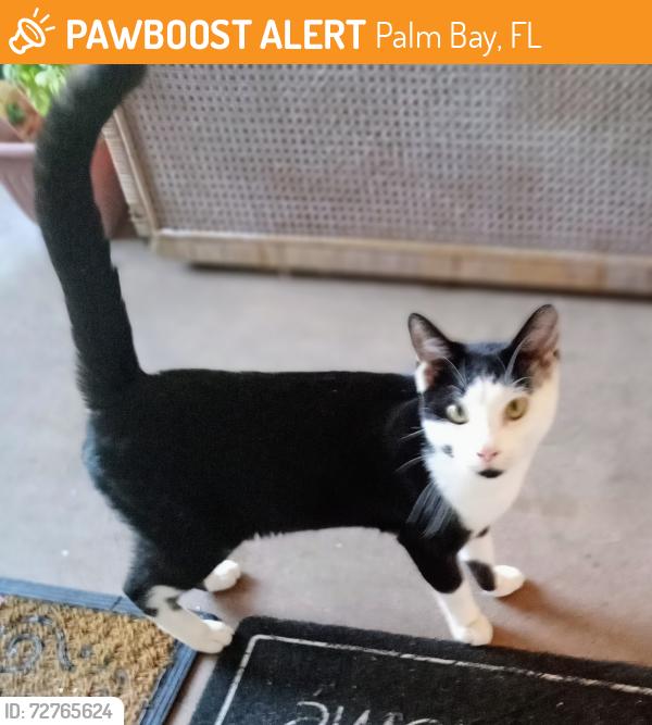 Found/Stray Unknown Cat last seen Pelham and Iberia St near park on Monroe St in Palm Bay, Palm Bay, FL 32905