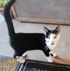 Found/Stray Unknown Cat last seen Pelham and Iberia St near park on Monroe St in Palm Bay, Palm Bay, FL 32905