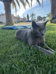 Lost Male Cat last seen Randall and church , Bloomington, CA 92316