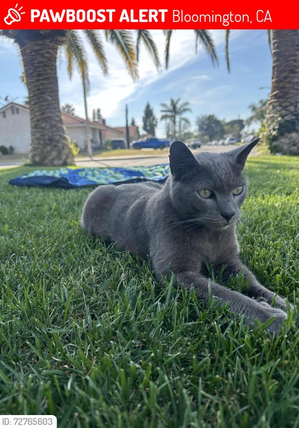 Lost Male Cat last seen Randall and church , Bloomington, CA 92316