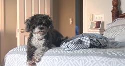Lost Female Dog last seen Lake Doe Blvd, Apopka, FL 32703