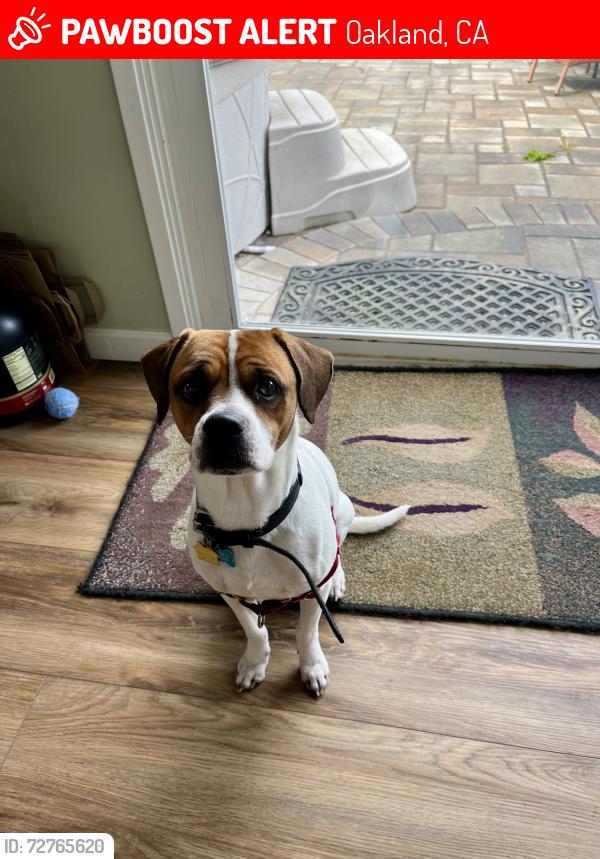 Lost Male Dog last seen Hoover Ave and Edge drive, Oakland, CA, Oakland, CA 94602