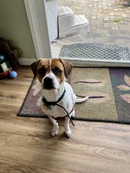 Lost Male Dog last seen Hoover Ave and Edge drive, Oakland, CA, Oakland, CA 94602