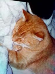 Lost Male Cat last seen Belevedere Drive, Arcadia Elementary School , Spartanburg, SC 29301