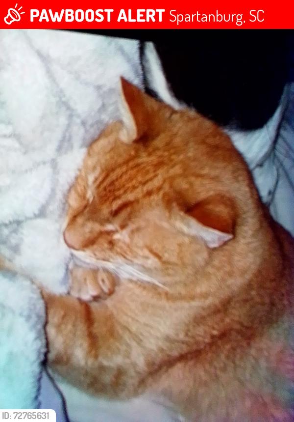 Lost Male Cat last seen Belevedere Drive, Arcadia Elementary School , Spartanburg, SC 29301