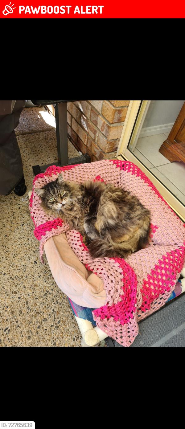Lost Male Cat last seen Heritage cct springfield lakes , Springfield Lakes, QLD 4300