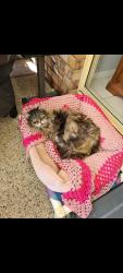 Lost Male Cat last seen Heritage cct springfield lakes , Springfield Lakes, QLD 4300