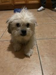 Found/Stray Male Dog last seen Bloomfield ave, Newark, NJ 07102