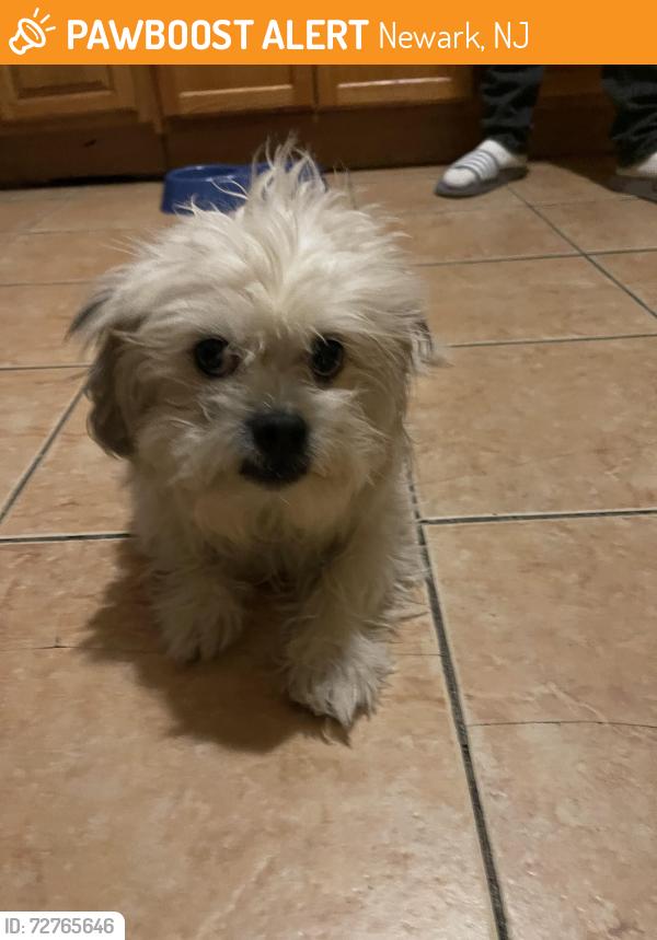 Found/Stray Male Dog last seen Bloomfield ave, Newark, NJ 07102