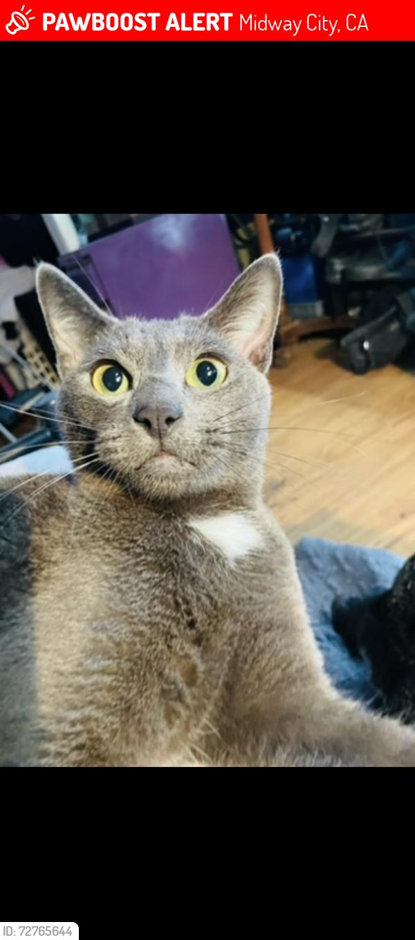 Lost Male Cat last seen Rockwell Avenue off of beach and McFadden , Midway City, CA 92655