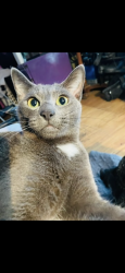Lost Male Cat last seen Rockwell Avenue off of beach and McFadden , Midway City, CA 92655