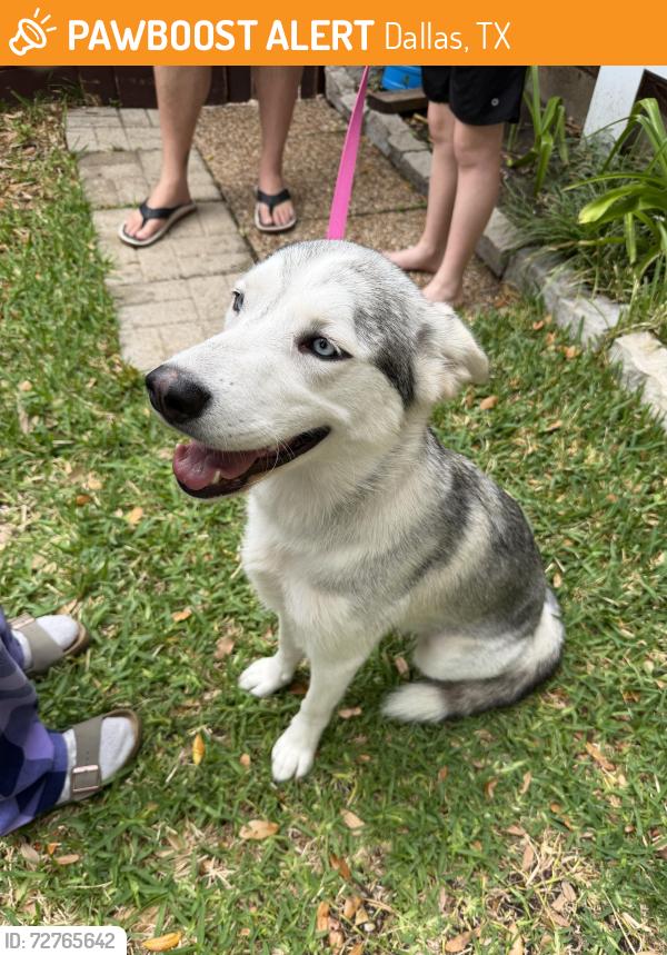 Found/Stray Female Dog last seen Denny’s at 75 & Midpark , Dallas, TX 75243