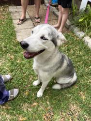 Found/Stray Female Dog last seen Denny’s at 75 & Midpark , Dallas, TX 75243