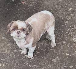 Found/Stray Male Dog last seen 54th ave , Auburn, WA 98001