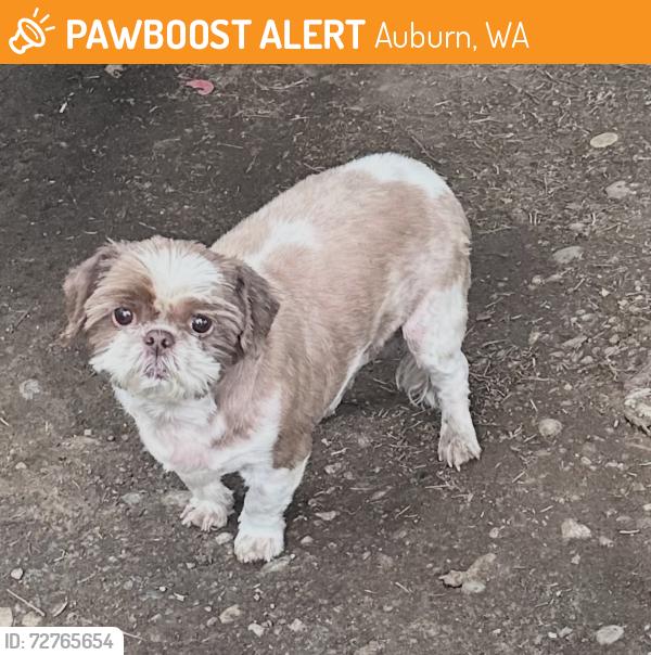 Found/Stray Male Dog last seen 54th ave , Auburn, WA 98001
