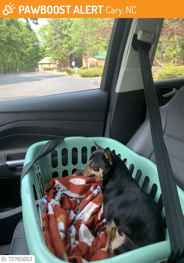 Found/Stray Male Dog last seen Commercial near Chapel Hill Rd NE Maynard intersection towards Morrisville. , Cary, NC 27513