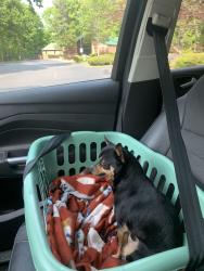 Found/Stray Male Dog last seen Commercial near Chapel Hill Rd NE Maynard intersection towards Morrisville. , Cary, NC 27513