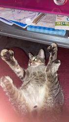 Lost Male Cat last seen Beaverdale area in des Moines, Des Moines, IA 50310