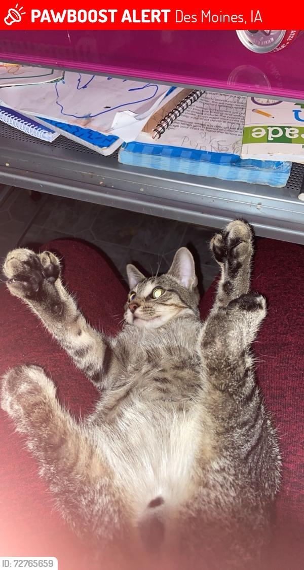 Lost Male Cat last seen Beaverdale area in des Moines, Des Moines, IA 50310