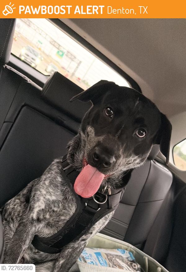 Found/Stray Male Dog last seen Woodhill apmts , Denton, TX 76205
