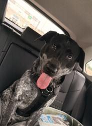Found/Stray Male Dog last seen Woodhill apmts , Denton, TX 76205