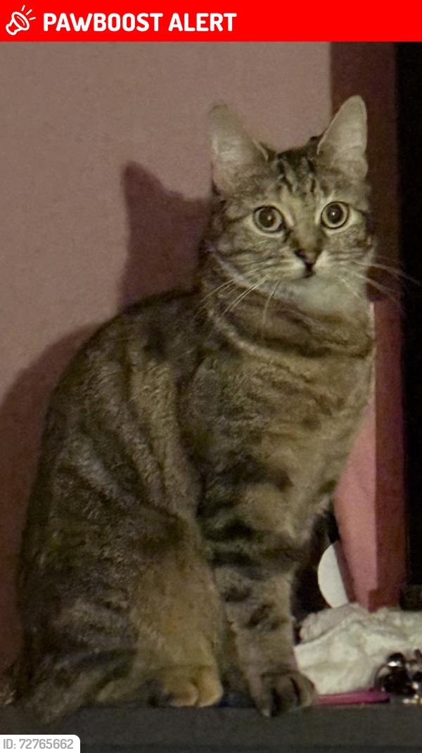 Lost Female Cat last seen Lindisfarne Road , Greater London, England RM8