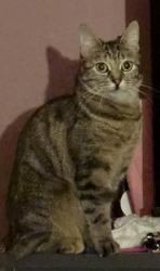 Lost Female Cat last seen Lindisfarne Road , Greater London, England RM8