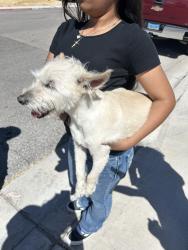 Found/Stray Male Dog last seen Revere and tropical, North Las Vegas, NV 89031