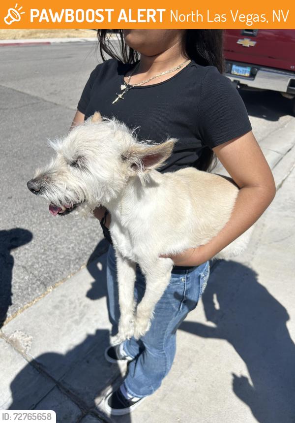 Found/Stray Male Dog last seen Revere and tropical, North Las Vegas, NV 89031