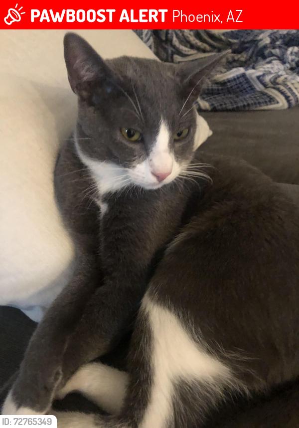 Lost Male Cat last seen 38th st at baseline phoenix AZ, Phoenix, AZ 85042