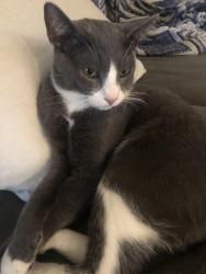 Lost Male Cat last seen 38th st at baseline phoenix AZ, Phoenix, AZ 85042