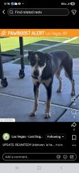 Lost Female Dog last seen Stewart and marion, Las Vegas, NV 89110