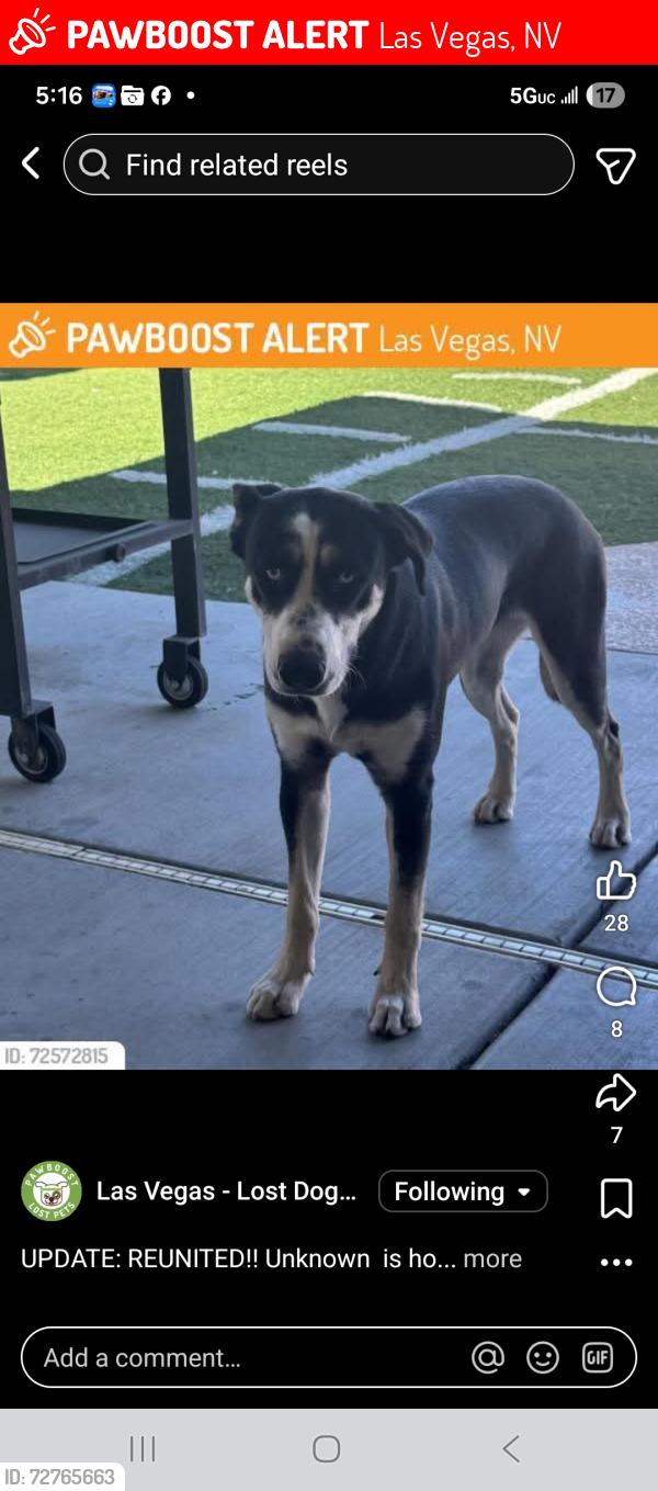 Lost Female Dog last seen Stewart and marion, Las Vegas, NV 89110