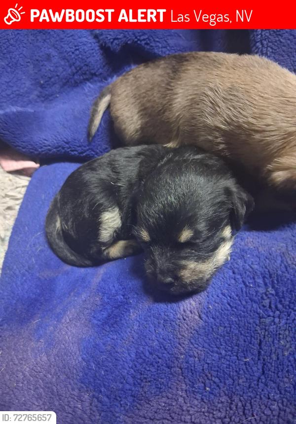 Lost Female Dog last seen Nellis, Las Vegas Valley, NV 89118