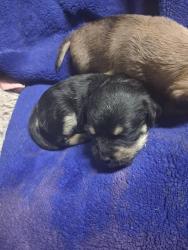 Lost Female Dog last seen Nellis, Las Vegas Valley, NV 89118