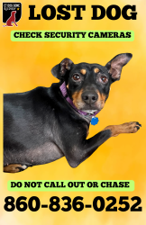 Lost Female Dog last seen Academy Lane , Southington, CT 06489